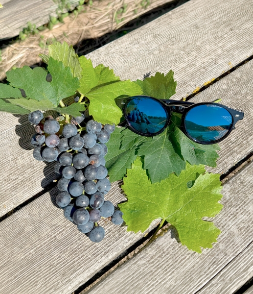 👓 Lunettes de soleil image